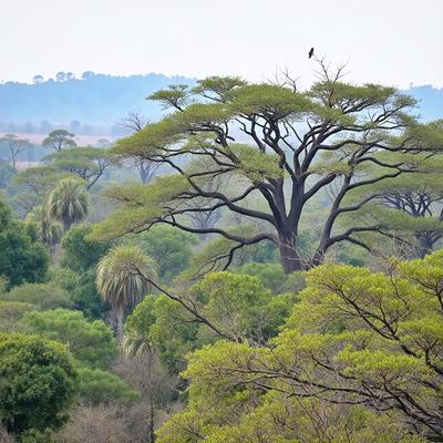 The primary subject of the image is a large tree with a bird perched on top of it. The tree is surrounded by a lush green forest, creating a serene and natural atmosphere. The visual style of the image is a photo, capturing the beauty of the tree and the bird in their natural environment. The colors and mood of the image are predominantly green, representing the vibrant and healthy forest.